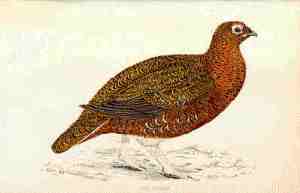partridge