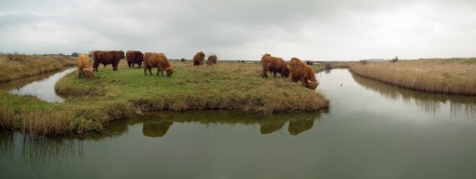 Cattle on Oare marshes